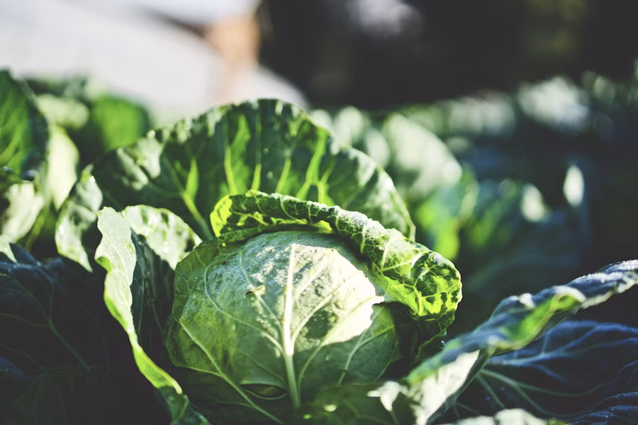 Fresh organic produce