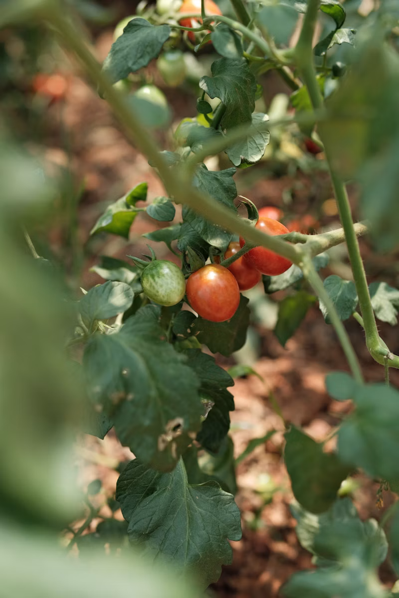 Tomatoes ripening on the vine in the teaching garden